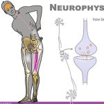 neurophysiology