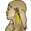 icon_neck