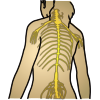 icon_spinal